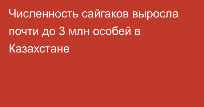 Численность сайгаков выросла почти до 3 млн особей в Казахстане