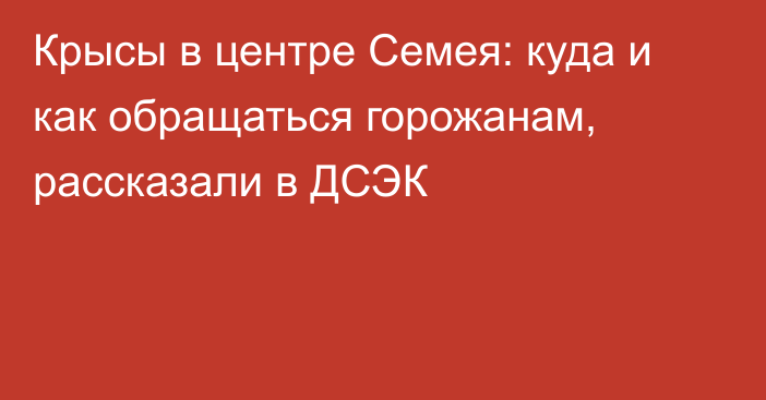 Крысы в центре Семея: куда и как обращаться горожанам, рассказали в ДСЭК